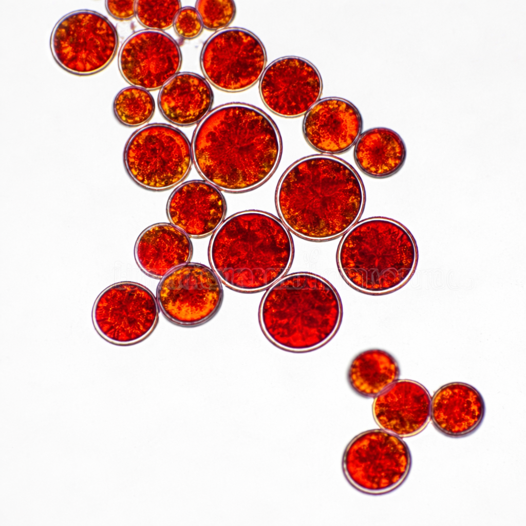 Haematococcus pluvialis Mother Culture - Red Phase