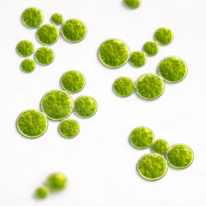 Haematococcus pluvialis Mother Culture - Green Phase