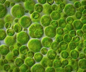 Chlorella vulgaris Mother Culture – Growth Phase