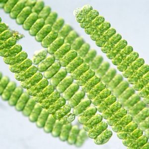 Spirulina platensis Mother Culture – Growth Phase