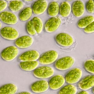 Nannochloropsis oceanica Mother Culture – Growth Phase