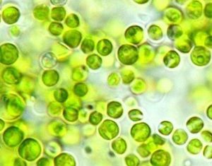 Chlorella marina Mother Culture – Growth Phase