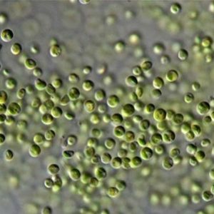 Nannochloropsis salina Mother Culture – Growth Phase
